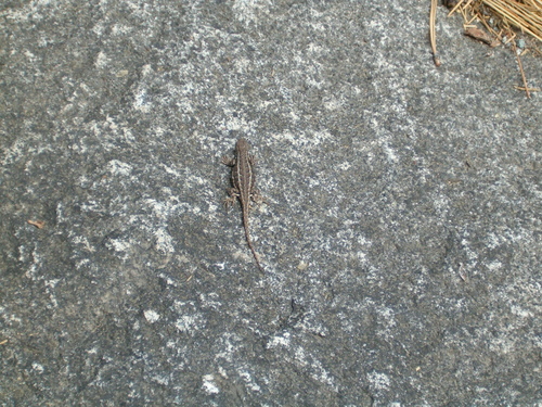 iNaturalist observation photo of Common Sagebrush Lizard