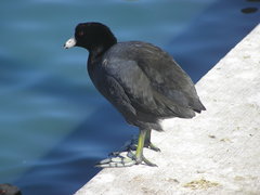 Fulica americana