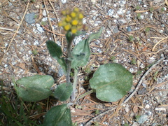 Senecio aronicoides