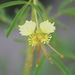 Polanisia erosa - Photo (c) Bob O'Kennon, μερικά δικαιώματα διατηρούνται (CC BY-NC), uploaded by Bob O'Kennon