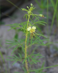 Polanisia erosa