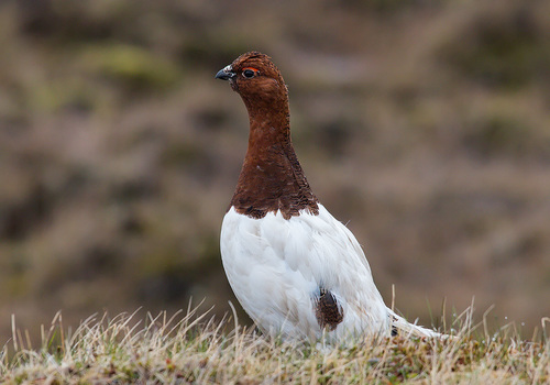 Willow Ptarmigan