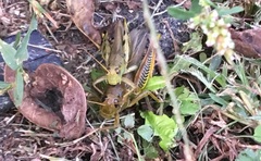 Melanoplus differentialis