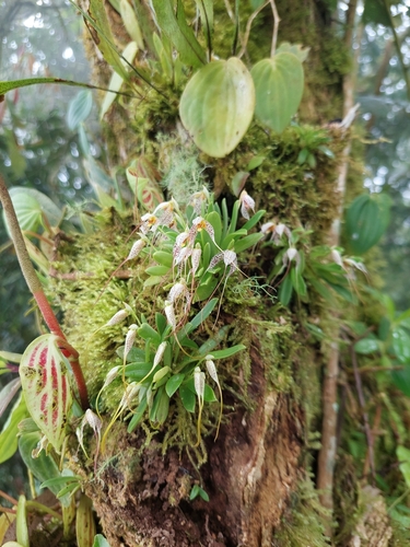 Image of Masdevallia picturata by (c) Daniel Mesa, some rights reserved (CC BY)