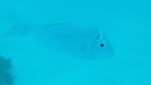 Gymnocranius audleyi observed 2023-04-30