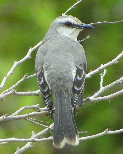 Tropical Mockingbird, photo 6 of 10