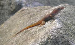 Anolis schwartzi