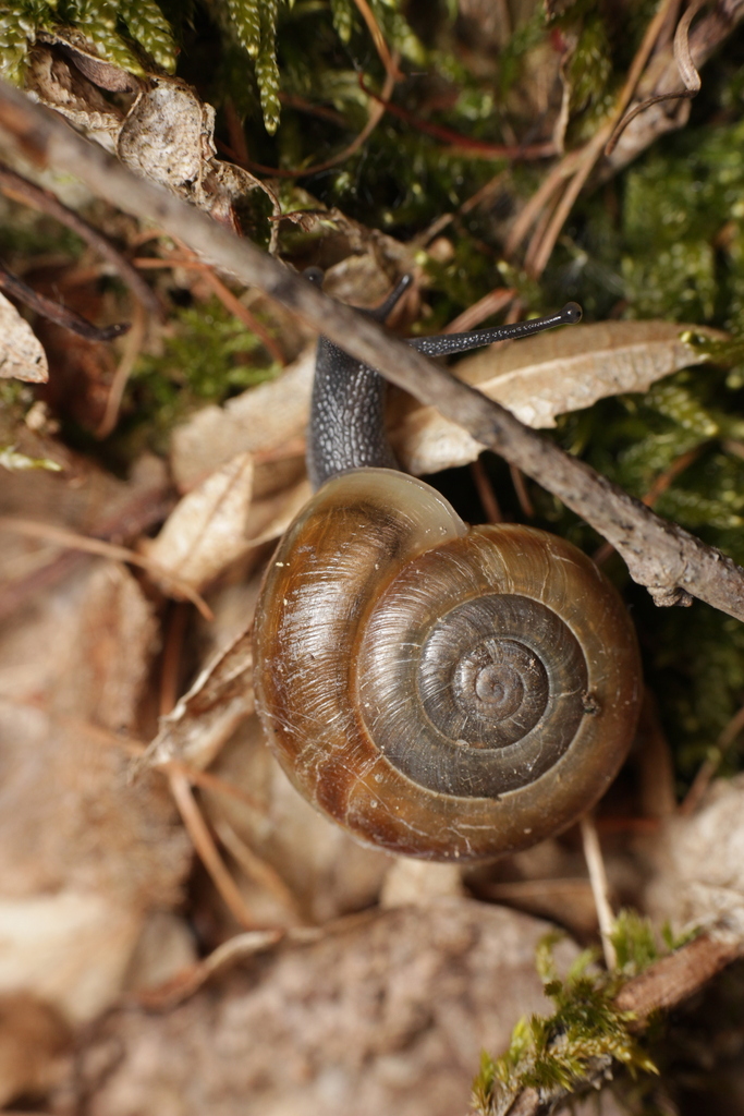 Chilostoma achates