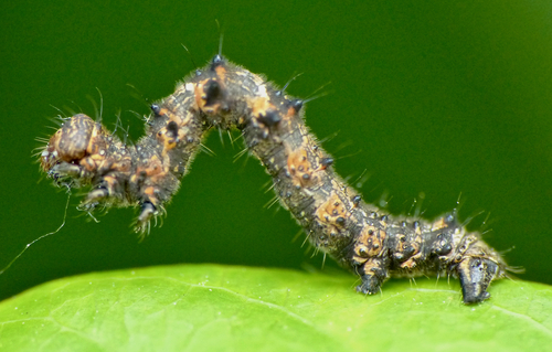 Phigalia pilosaria