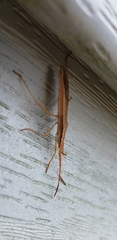 Protenor belfragei