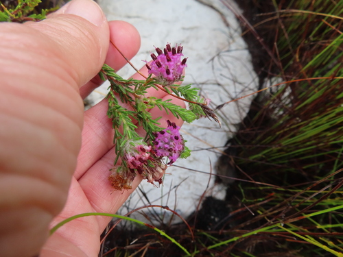 Image of Erica barbigeroides by (c) linkie, some rights reserved (CC BY)