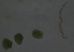 Megaceros flagellaris