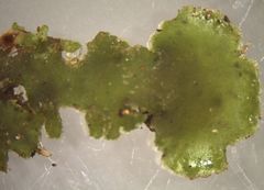 Megaceros flagellaris