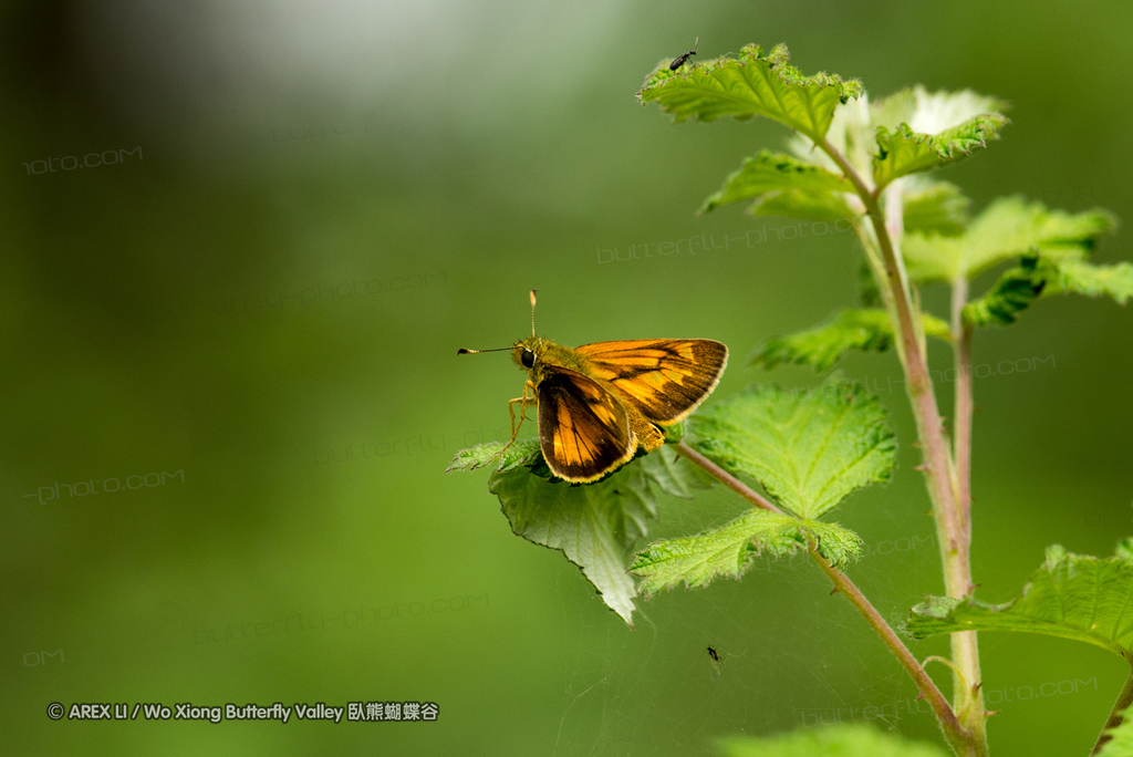 Ochracea Skipper