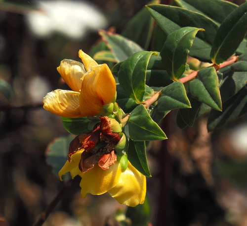 Hypericum hookerianum, photograph 1