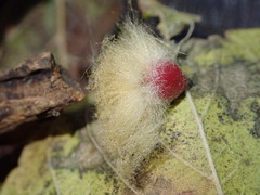 Callirhytis infuscata