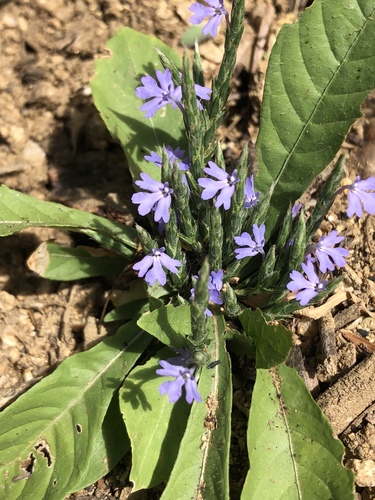 purple scalystem