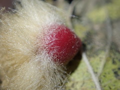 Callirhytis infuscata