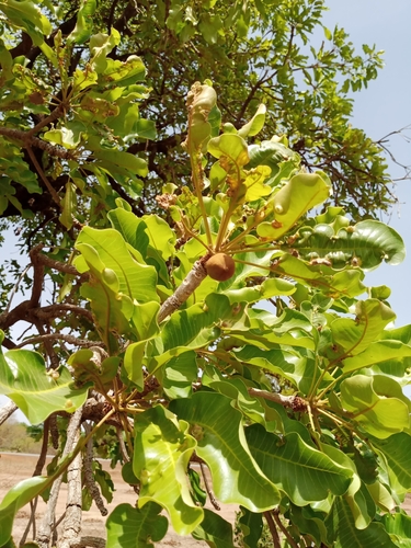 Shea Tree