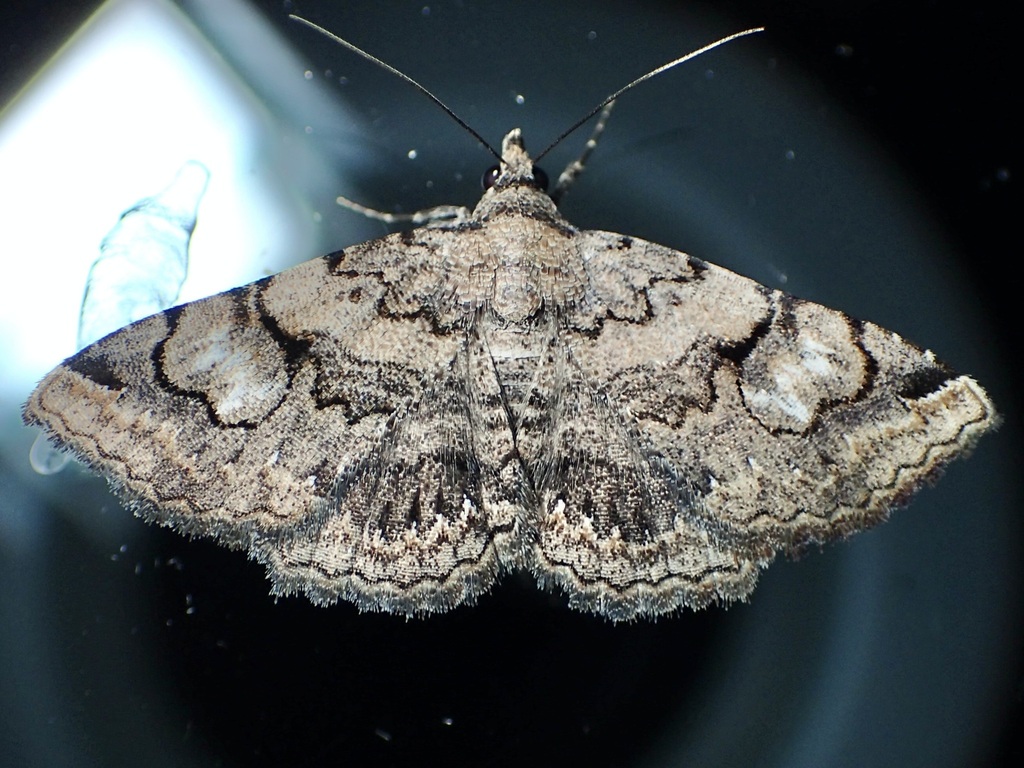Toxonprucha repentis