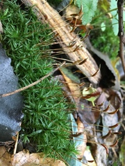Atrichum altecristatum