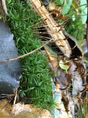 Atrichum altecristatum