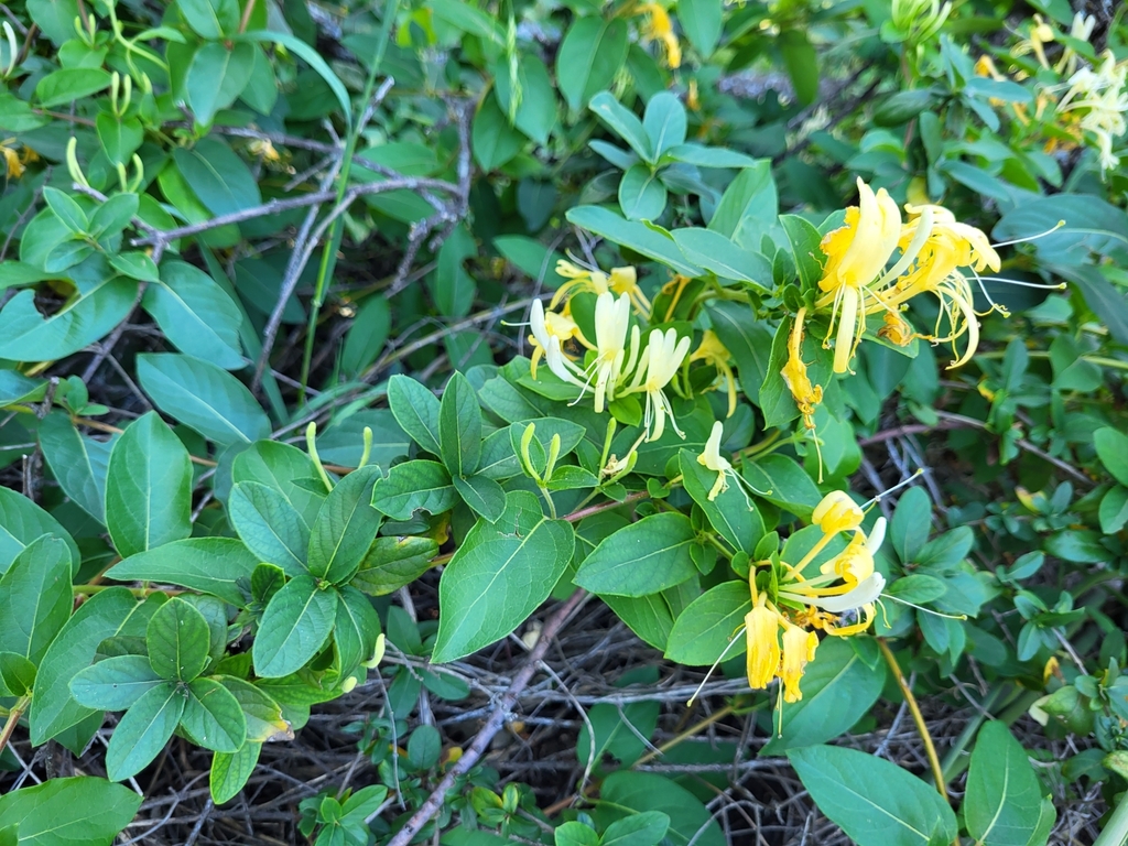 Japanese honeysuckle from Windsor Park, Austin, TX, USA on April 30