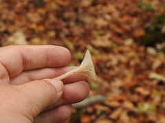 Clitocybe gibba image