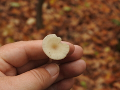 Clitocybe gibba image
