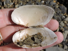 Uniomerus tetralasmus