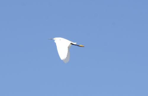 Snowy Egret photographed in New Mexico