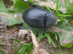 Ablattaria laevigata