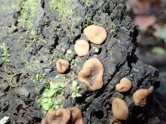 Adelphella babingtonii