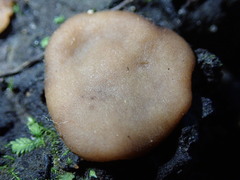 Adelphella babingtonii