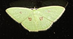 Comostola leucomerata