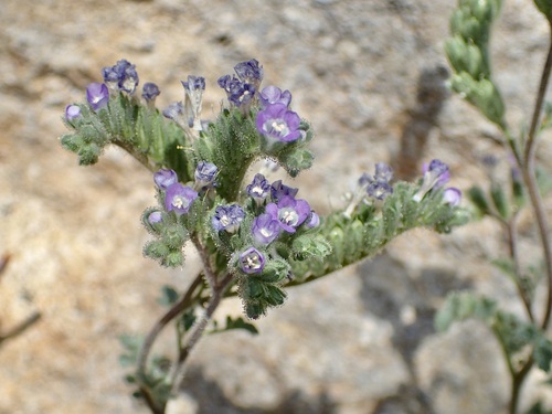 Phacelia sonoitensis