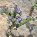 Phacelia sonoitensis - Photo (c) Sue Carnahan, alguns direitos reservados (CC BY), uploaded by Sue Carnahan