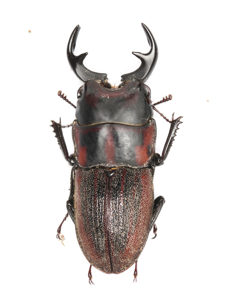Aegognathus