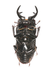 Aegognathus leuthneri