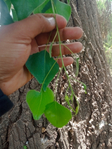 Image of Populus mexicana by (c) Lic. Kevin Miguel Garibaldi Fierro, some rights reserved (CC BY)