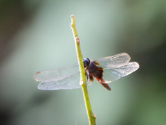 Hadrothemis defecta