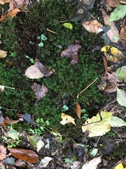 Atrichum altecristatum