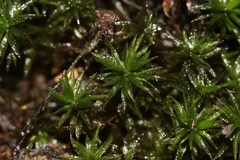 Atrichum altecristatum