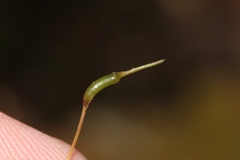 Atrichum altecristatum