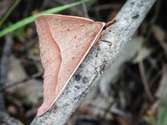 Epidesmia hypenaria