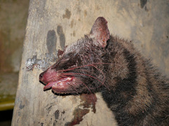 Civettictis civetta