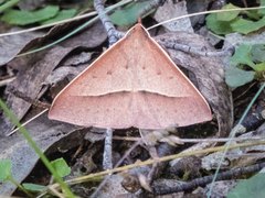 Epidesmia hypenaria