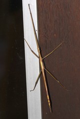 Tropidoderus childrenii