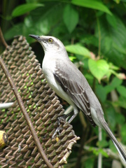 Tropical Mockingbird photo 4