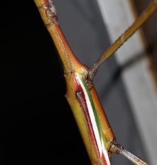 Tropidoderus childrenii